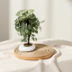 Artificial Plant